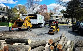 How Our Tree Care Process Works  in Normandy Park, WA